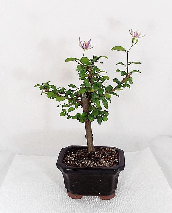 A Lavender Star Flower bonsai in a small black by TortoiseBonsai
