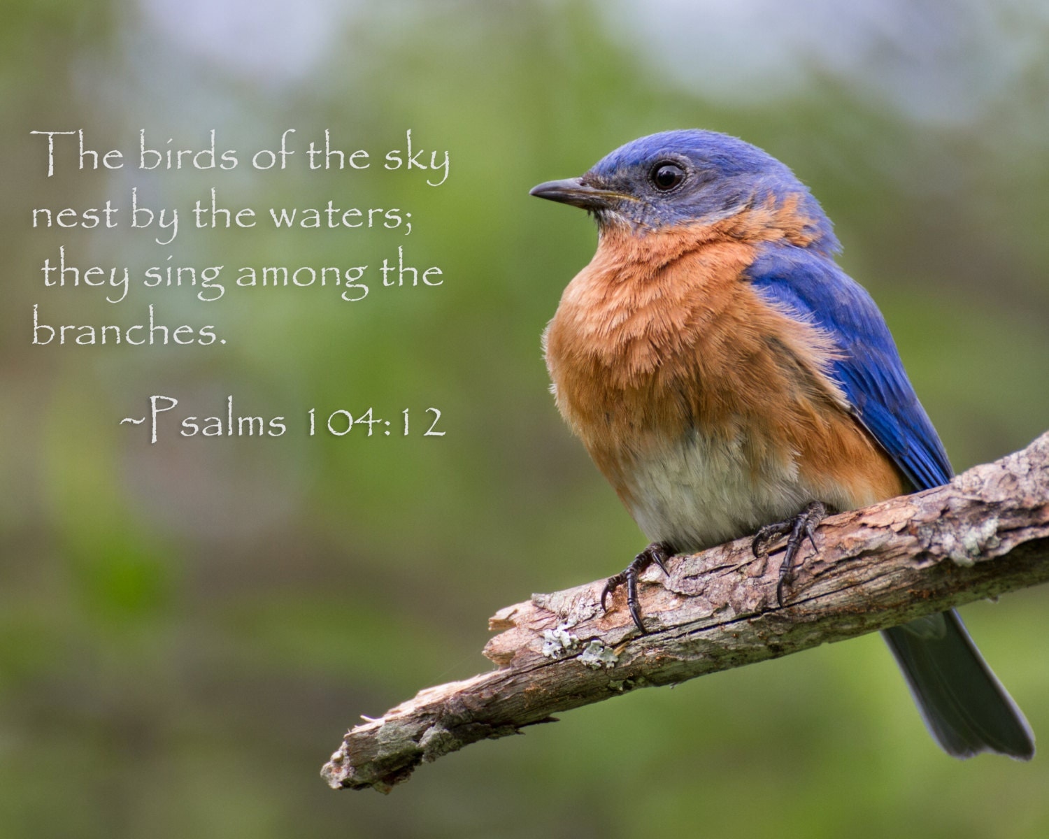 Eastern Bluebird with Bible Verse photography animal by MattCuda
