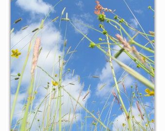 Dreamy Art Print, Instant Download, Nature Photography, 11x14 Nature Print, Blue Sky Photo, Botanical Art