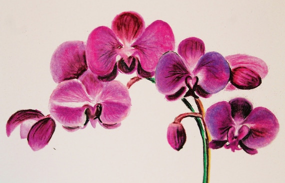 Beautiful Orchid Colored Pencil Drawing Art by JoelleTheArtist