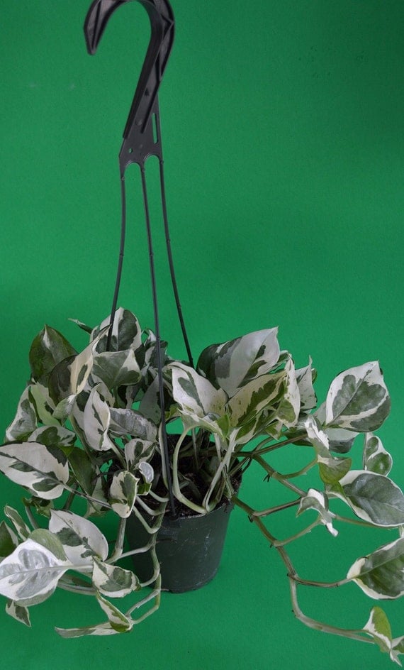 Double Dip Devil's Ivy Epipremnum Aureum 4