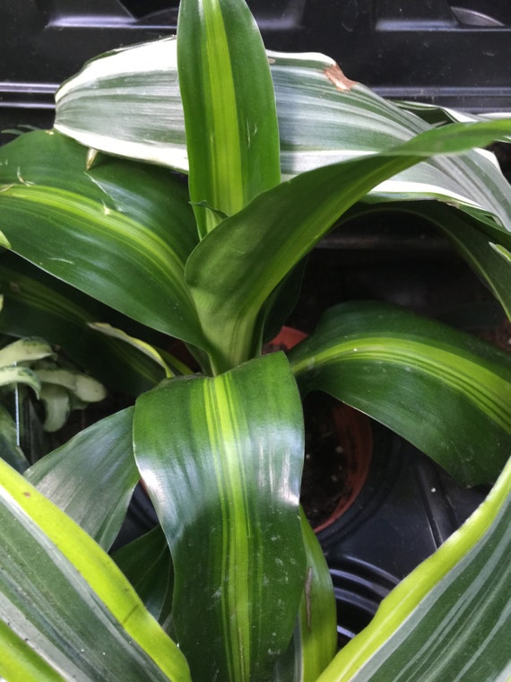 Dracaena Hawaiian Sunshine Plant Gift Growing in by PlantsandGifts