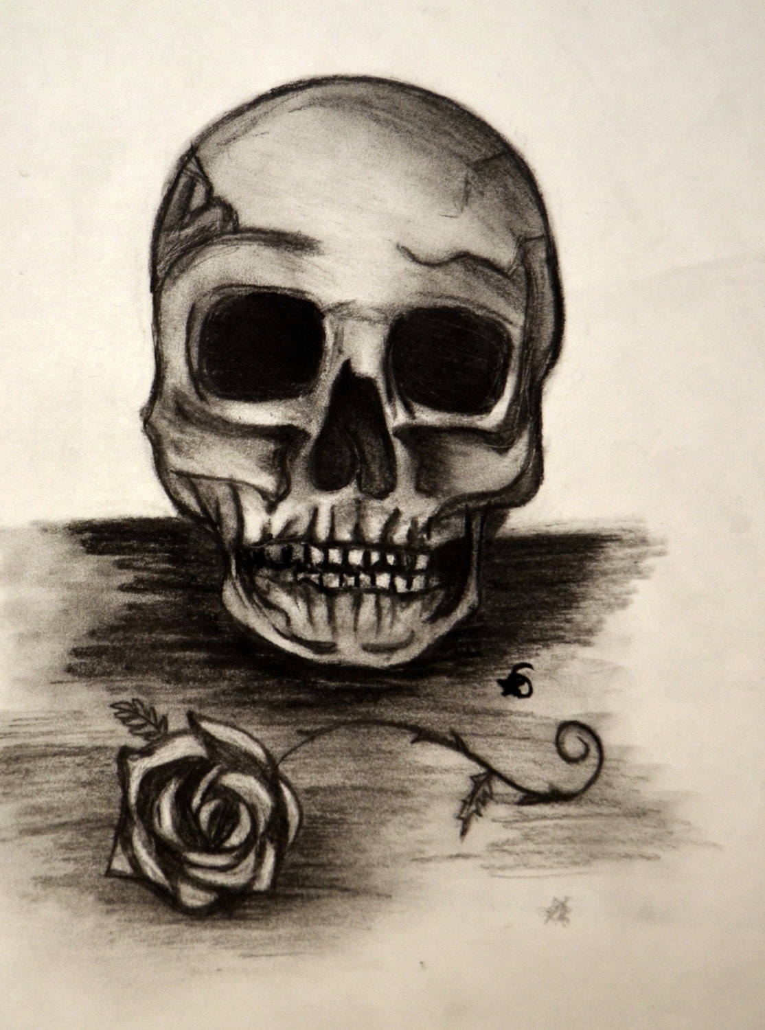 Skull and Rose Original Charcoal Drawing by SketchyElements