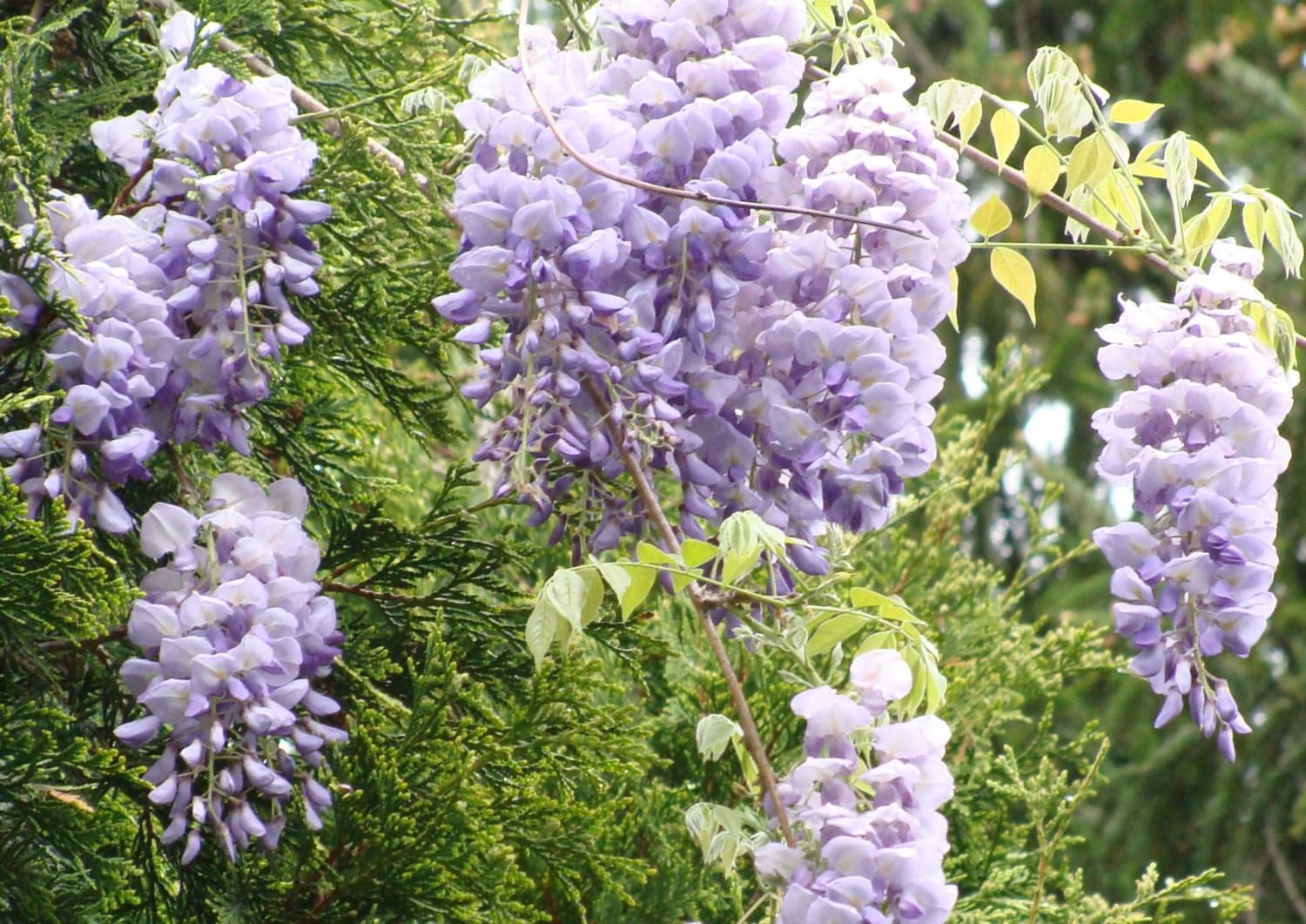 Wisteria frutescens American Wisteria 10_Seeds