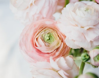 Items similar to Light Pink Ranunculus on Etsy