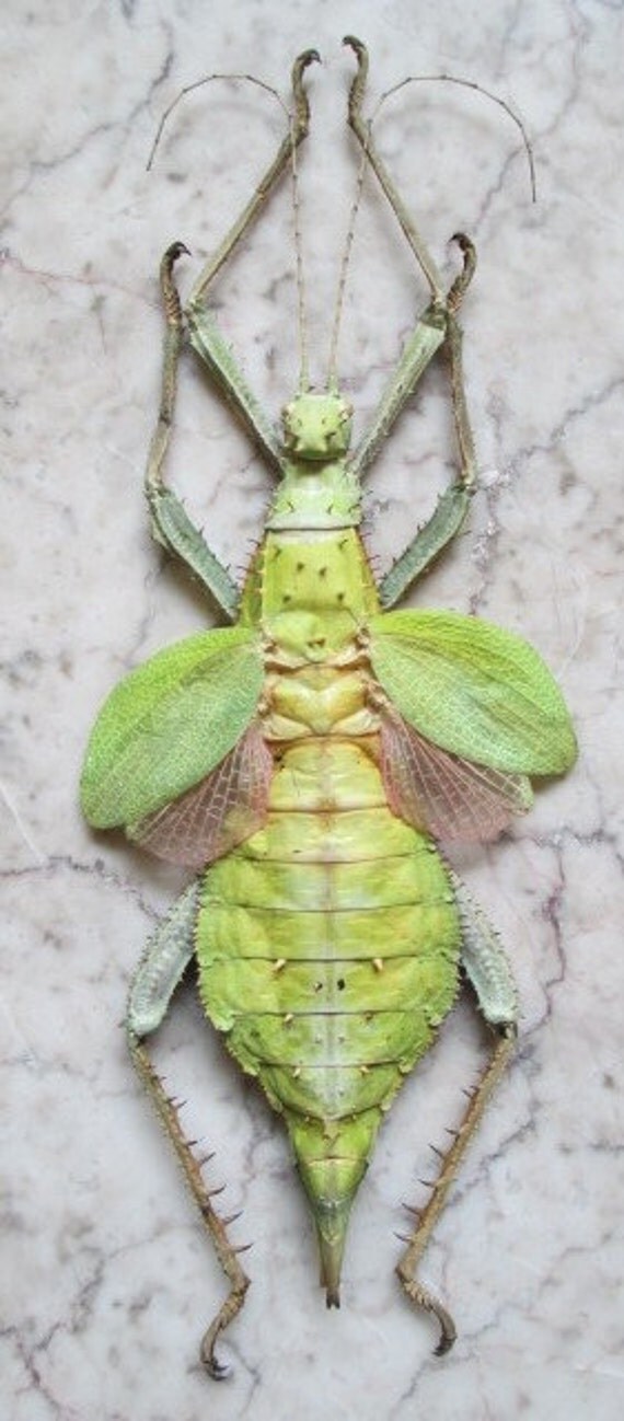 Exotic Green Nymph Female Walking Stick by FalconEyeStudios