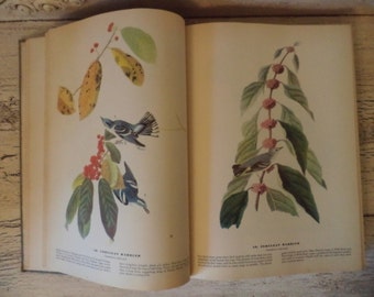 Vintage Audubon Birds of America - 1941 - Over 400 Color Plates of Beautiful Illustrations