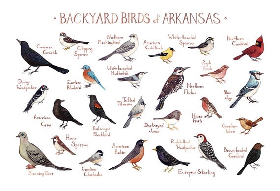 Arkansas Backyard Birds Field Guide Art Print / Watercolor