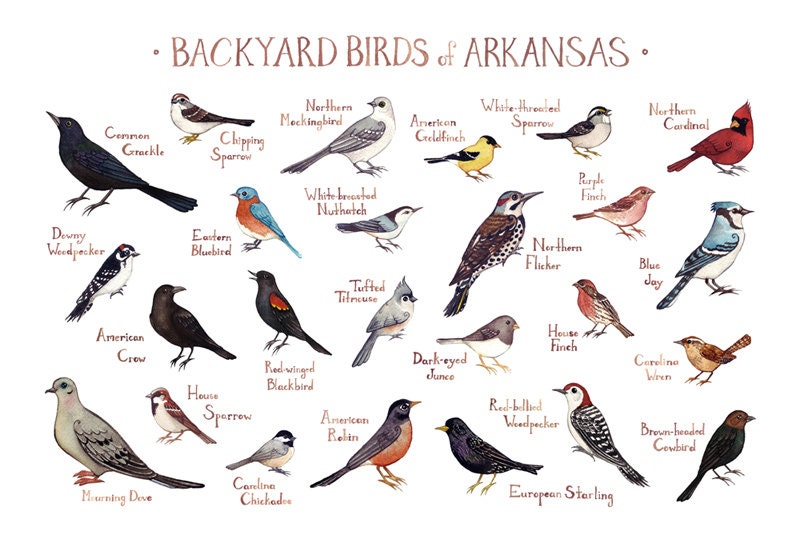 fifty-common-birds-of-oklahoma-raajasgui