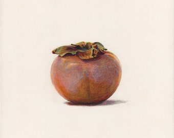Persimmon. Original egg tempera illustration from 'The Taste of America' book.