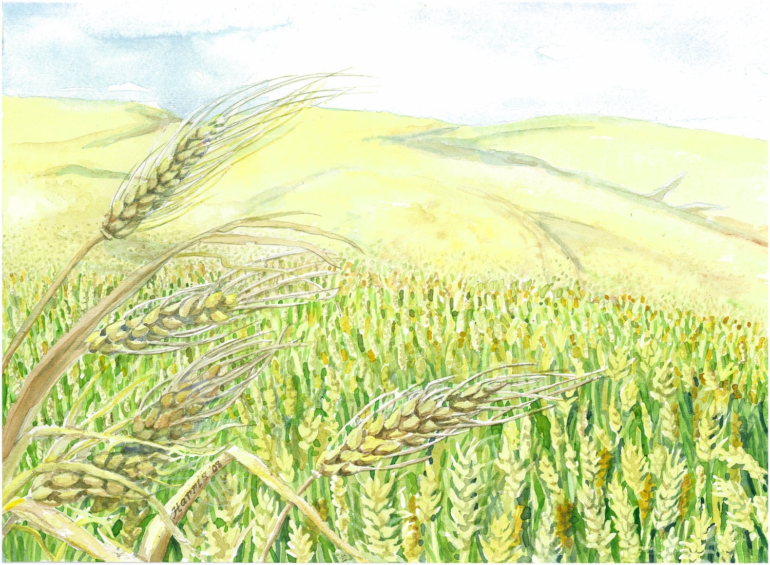 Watercolor Harvest field.