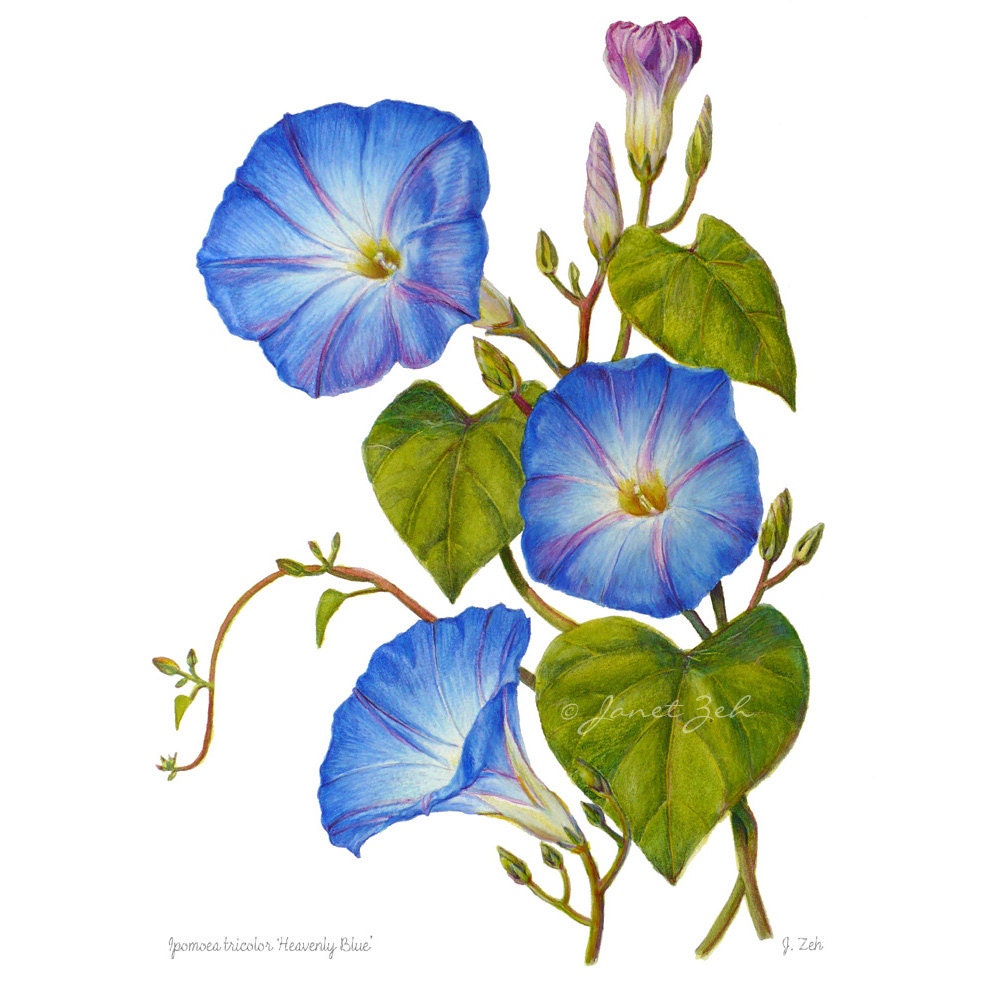 Download Morning Glory Print Blue Flowers Botanical Floral Art by Janet