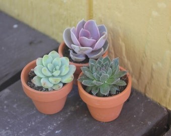 300 DIY Rosette Succulents in 2" containers with 300 Adorable 2" Terracotta Pots Perfect for Gifts, Decor, and Wedding FAVORS succulents