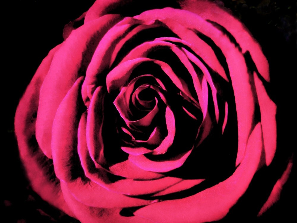 Rose Photography Floral Art Flower Print Baby Girl Art