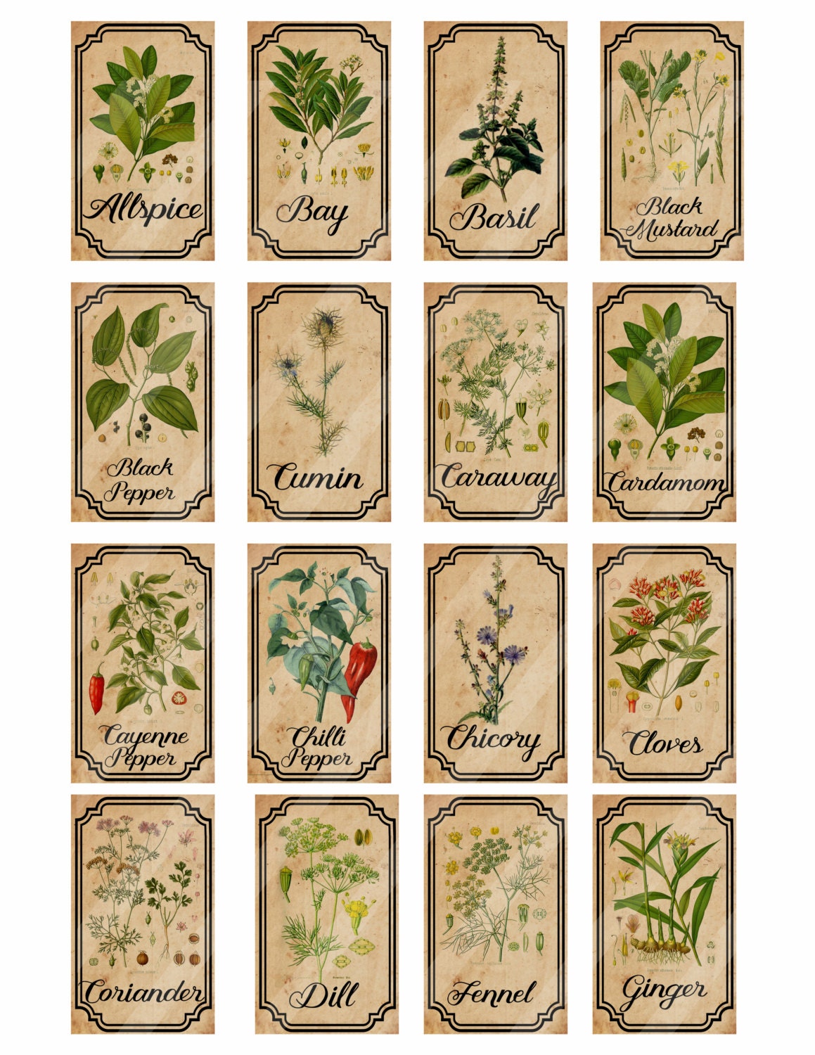 Herb and spice apothecary labels digital printable vintage