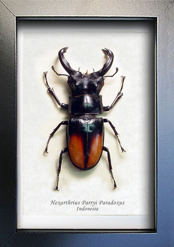 Hexarthrius Parryi Flying Fighting Stag Real Beetle Archival