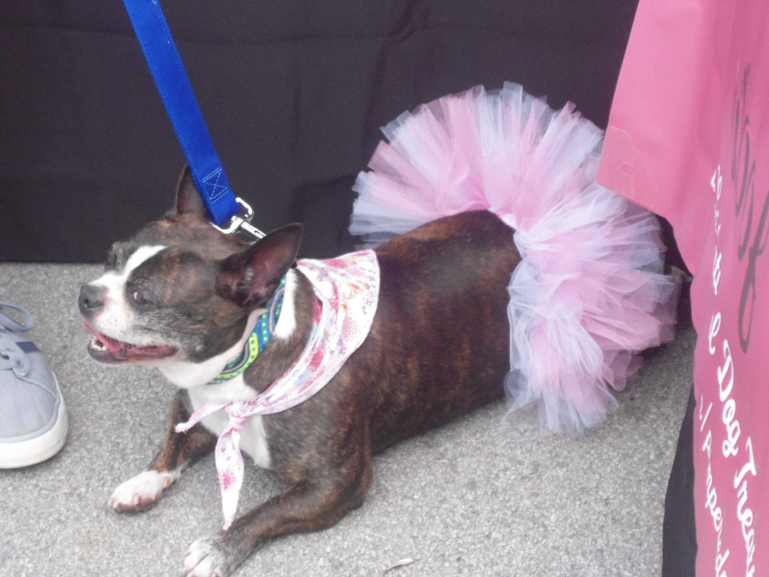 Pink & White Dog Tutu by PamperedPupsBakery on Etsy