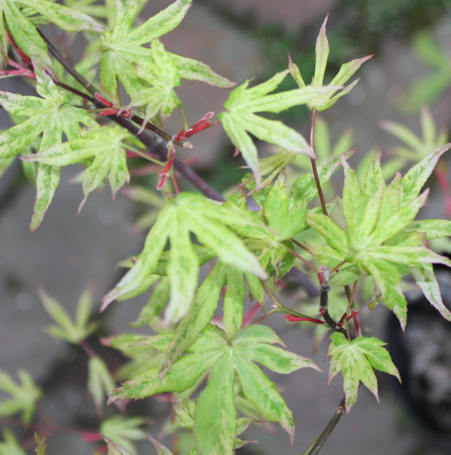 Live UKIGUMO Floating Cloud Japanese Maple by TheMapleTreeLady