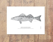 Walleye Art in Black and White-Fish ing Print Minnesota Lake House ...