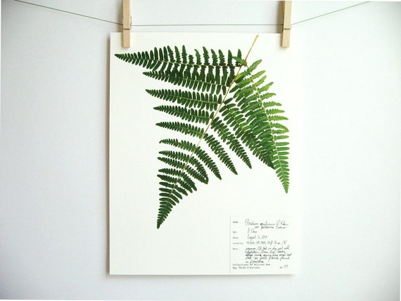 Bracken Fern Herbarium Specimen Print Pressed by DayThreeCreations