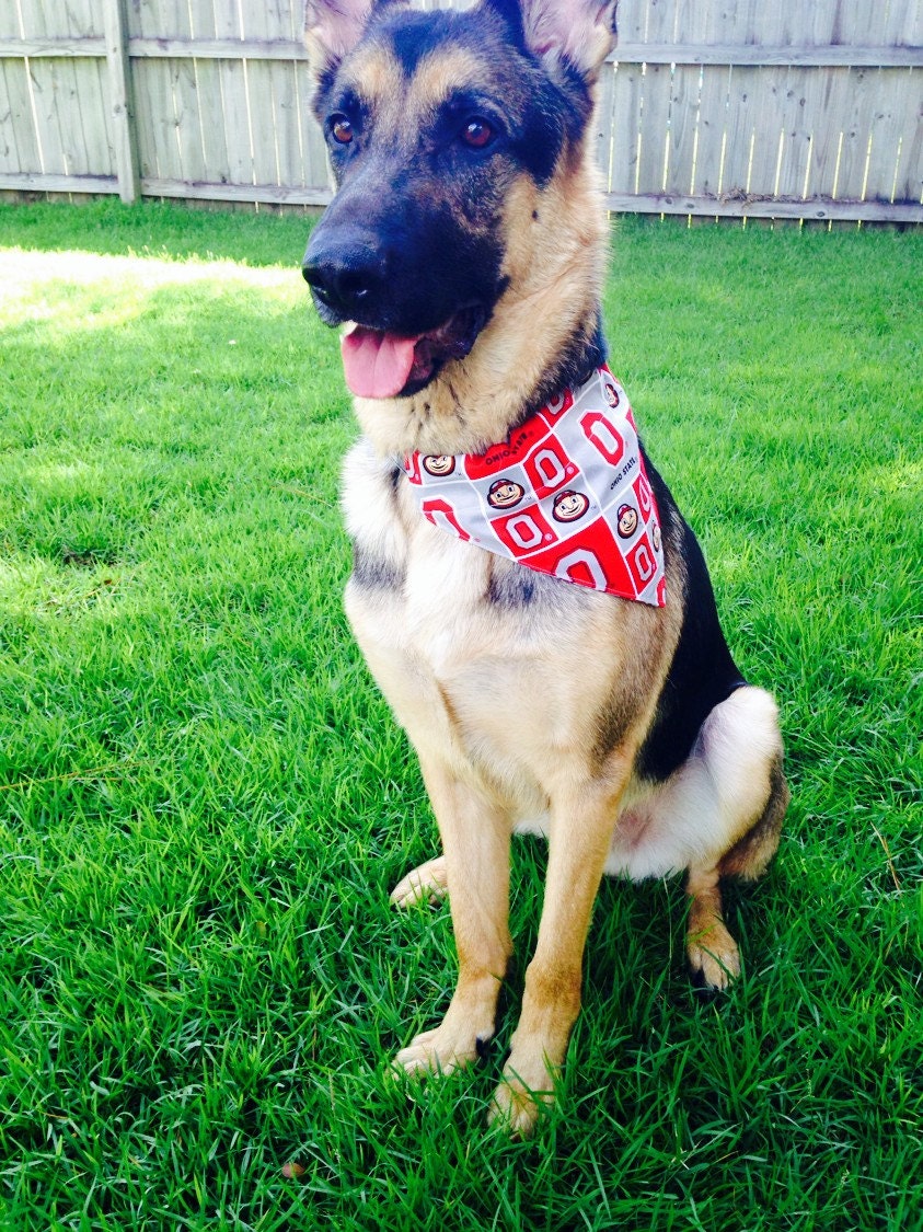 OSU Ohio State University Buckeyes Dog by LeighMarieBoutique