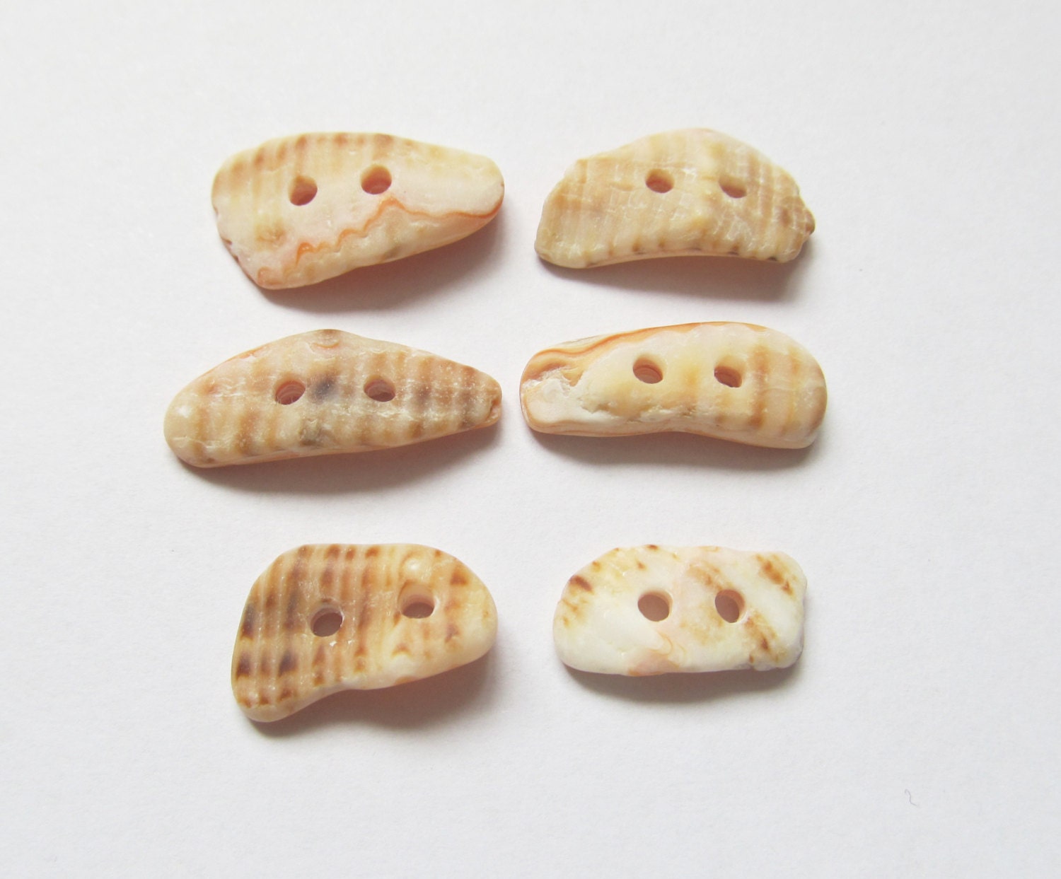 6 Sea Shell Buttons Small Seashell Buttons Knitting Buttons | Free Hot ...