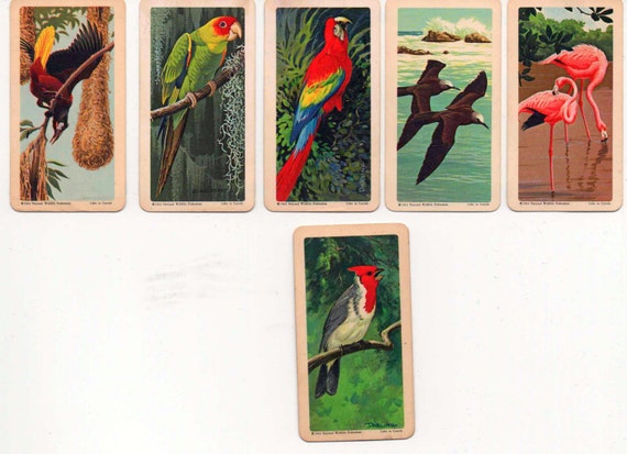 Red Rose Teabrooke Bond Tea Cards Tropical Birds Set 1963