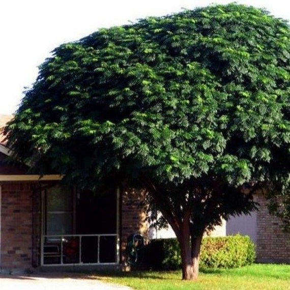Texas Umbrella Chinaberry Tree Seeds Melia by UnderTheSunSeeds