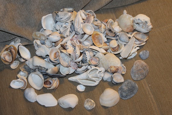 Sea Shells and Sea Shell Pieces 3 Pounds Ocean Shells and