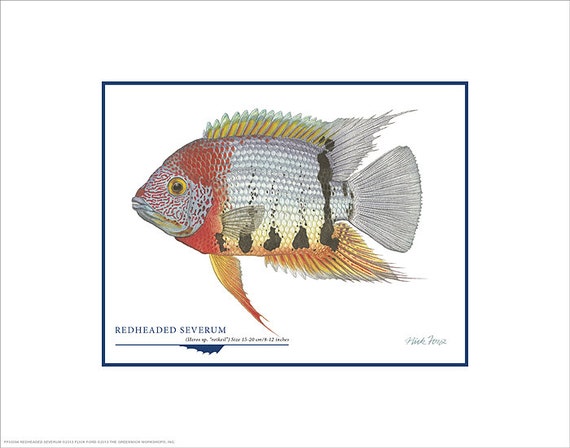 Redheaded Severum Open Edition Print by Flick Ford South