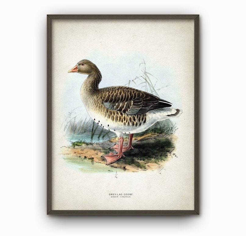 GreyLag Goose Wall Art Print Vintage Bird by DreamHousePrints