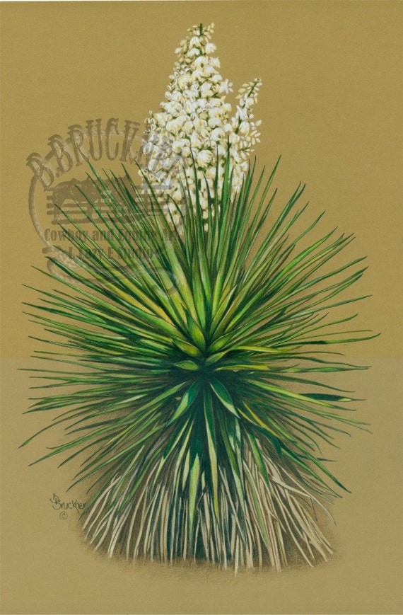 Yucca Print from Colored Pencil Drawing by B Bruckner