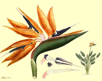 Bird paradise coupons