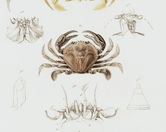 1840 Antique CRAB engraving, CRUSTACEANS. 175 years old engraving