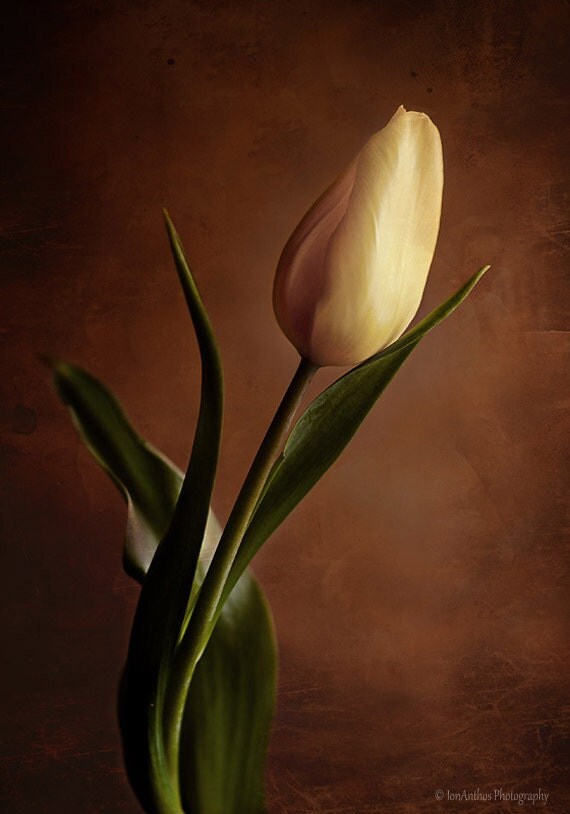 Flower photography tulip photograph wall by IonAnthosPhotography
