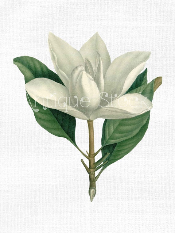 clip art magnolia flower - photo #45