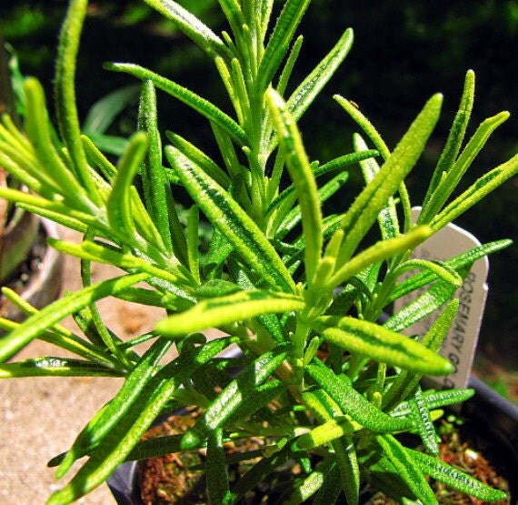 Golden Rain Rosemary Plant 4 pot Indoors or Out by