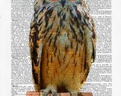 Bookworm Owl, Dictionary Art, Nature Art, Home Wall Decor, Prints and Posters, Gift Ideas, for her, for him, Boyfriend, girlfriend, wife Bookworm Owl, Dictionary Art, Nature Art, Home Wall Decor, Prints and Posters, Gift Ideas, for her, for him, Boyfriend, girlfriend, wife
