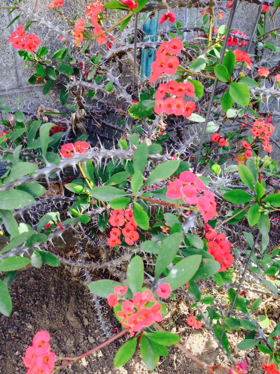 CUTTING Red Crown of Thorns Euphorbia milii