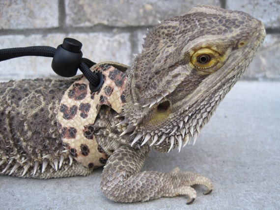 Large Leather Lizard Leash/Reptile Harness Leopard by ...