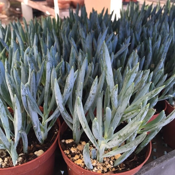 4 Succulent Blue Chalk Fingers by RanchoGarciaNursery on Etsy