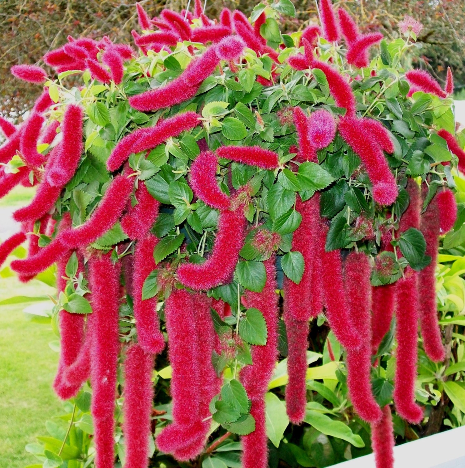 Chenille Plant Acalypha hispida live potted plant