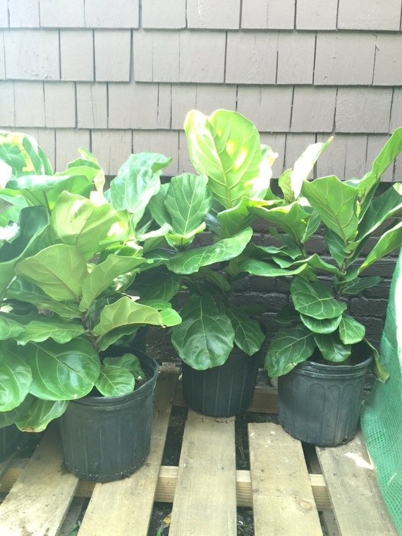 PlantsandGifts Fiddle Leaf Ornamental Fig Tree by PlantsandGifts