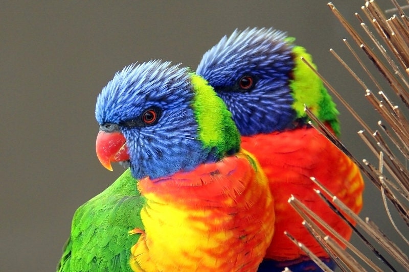 Rainbow Lorikeet breeding pair