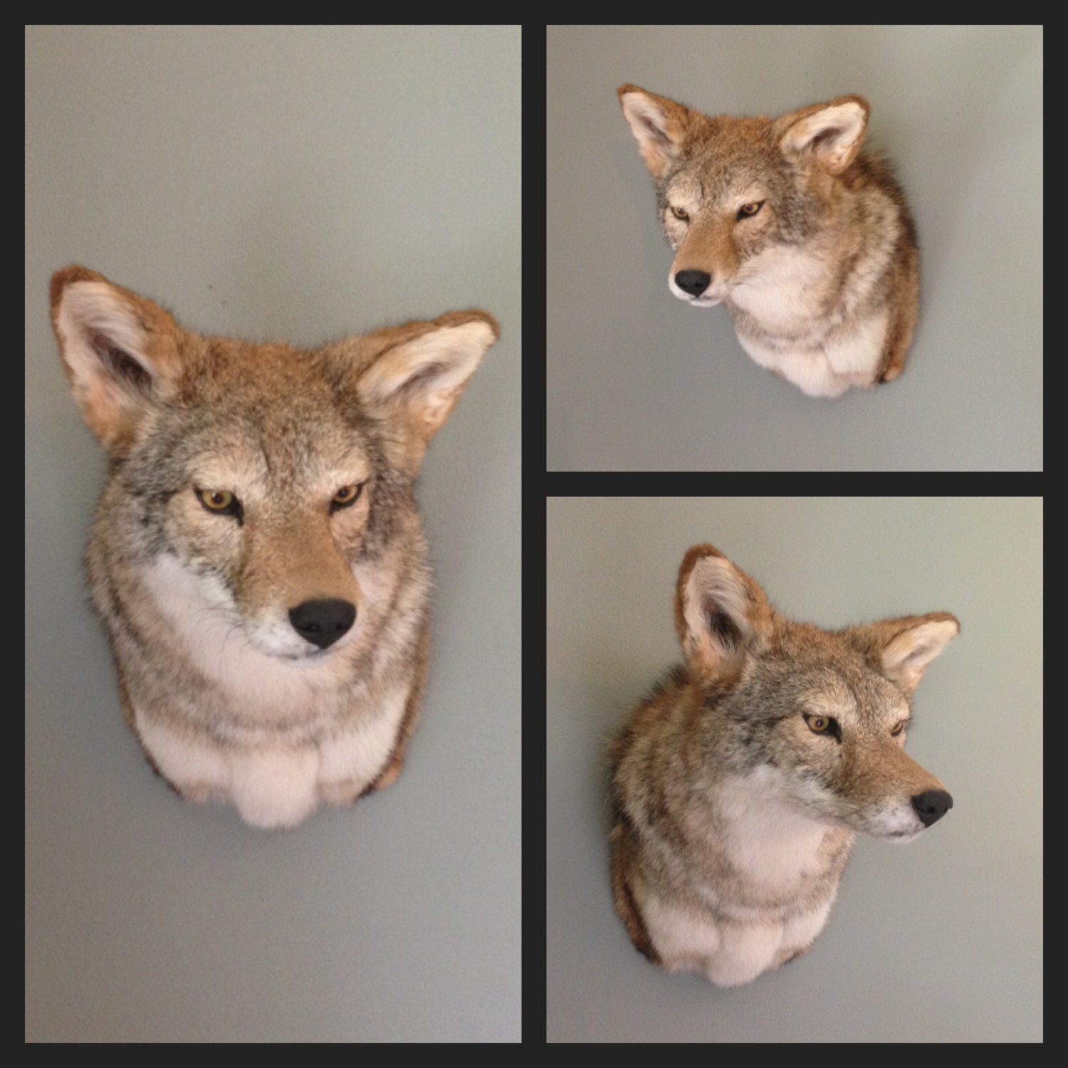 stuffed coyote taxidermy