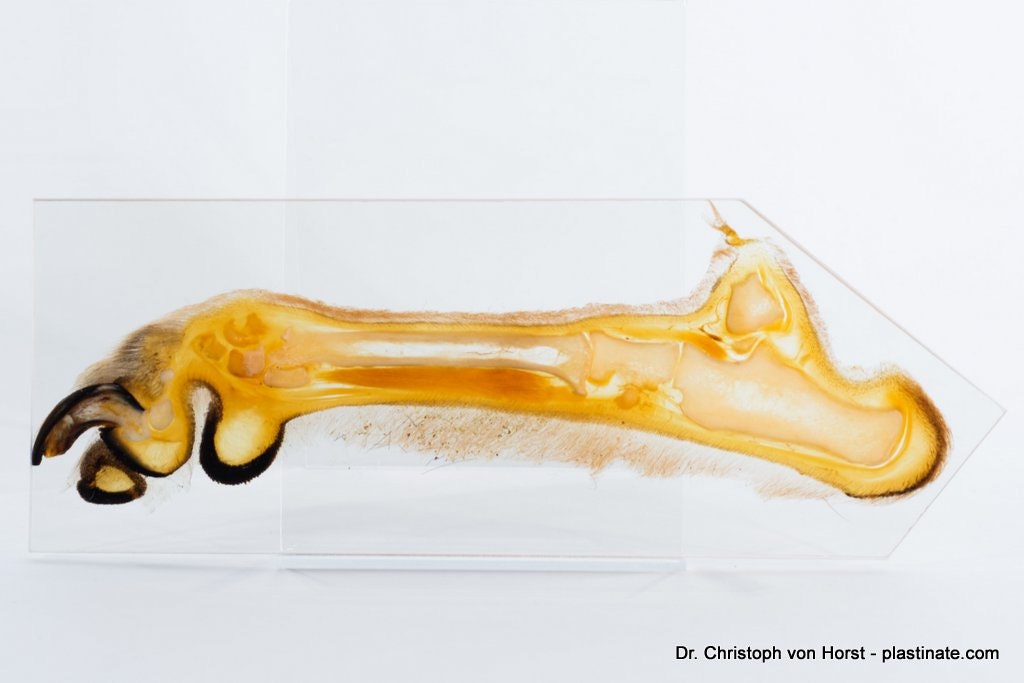 Dog foot anatomy plastination. Real anatomical research sheet