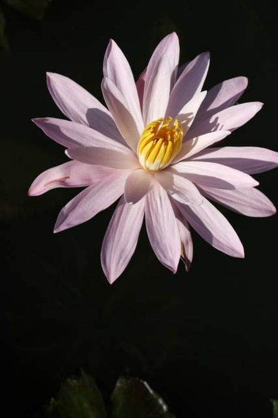 Flore de Bali  Lotus n nuphar rose noir lotus pond macro