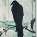 ravenbks
