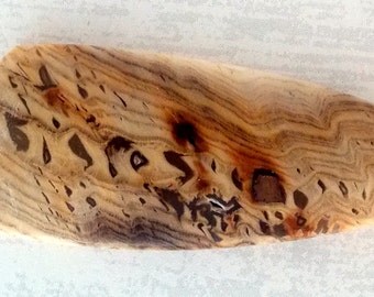 Hell's Canyon Petrified Sequoia Freeform Cabochon