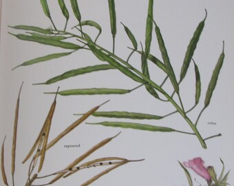 Colza/Rapeseed/Sesame, Color Plate, 7.75 x 11.5 in, Vintage Book Page Illustration by Marilena Pistoia, Unframed Print